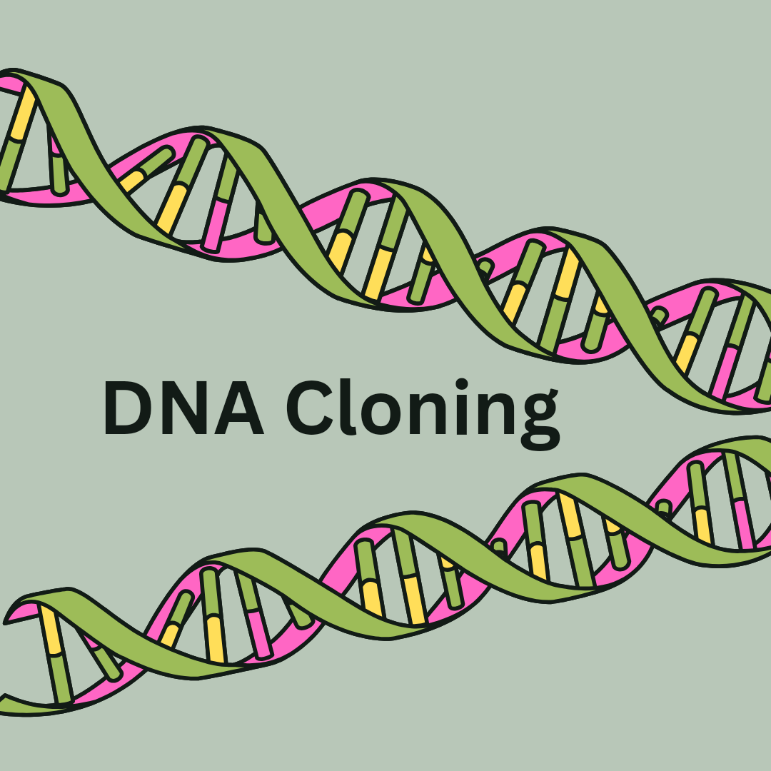 DNA Cloning Technology: Exploring it’s Methods and Applications